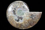Polished Ammonite Fossil (Half) - Agatized #72954-1